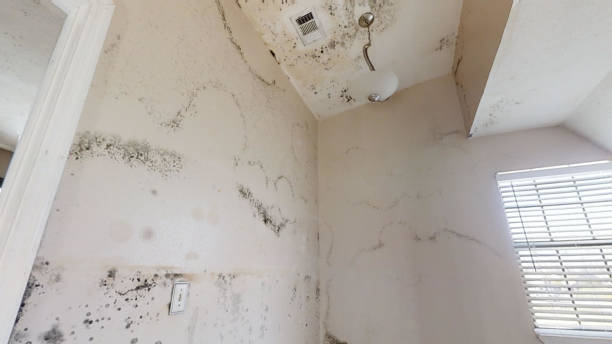 Best Mold Odor Removal Services  in Port Huron, MI