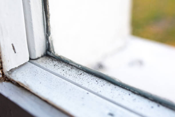 Best Black Mold Removal  in Port Huron, MI