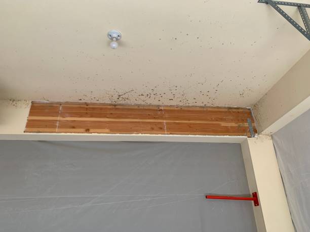 Best Attic Mold Removal  in Port Huron, MI