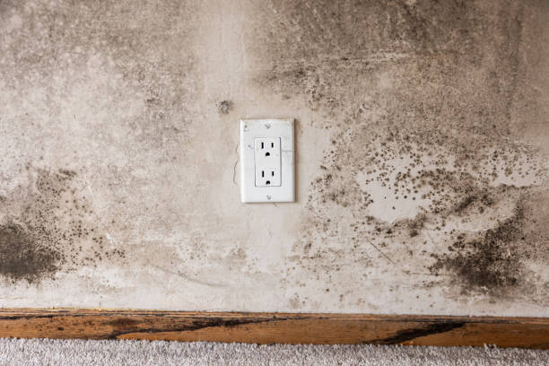 Best Residential Mold Inspection & Testing  in Port Huron, MI