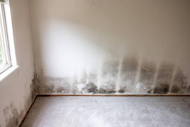 Best Air Quality Testing for Mold Spores  in Port Huron, MI