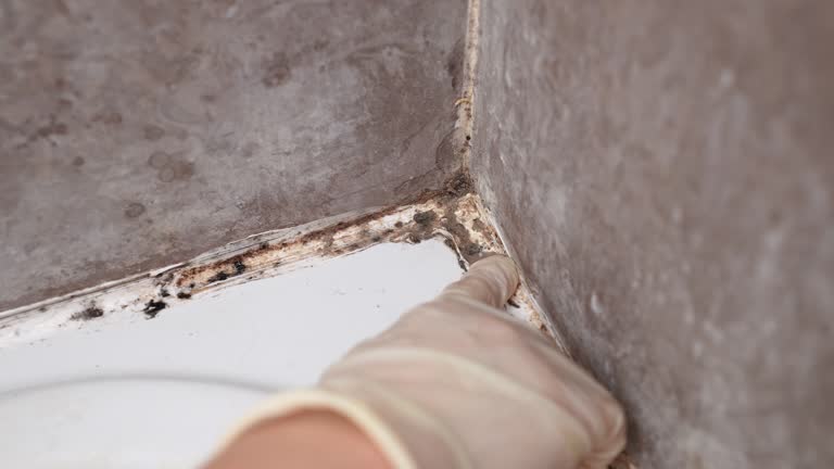Best Emergency Mold Remediation  in Port Huron, MI