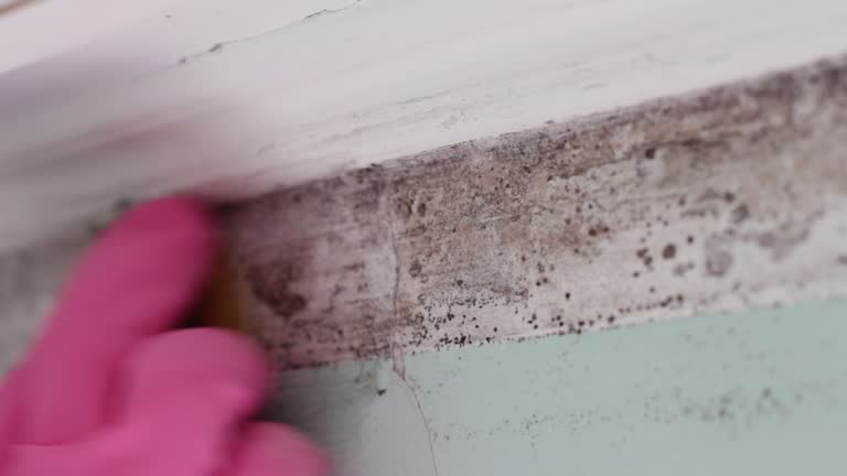 Best Mold Documentation for Insurance Claims  in Port Huron, MI
